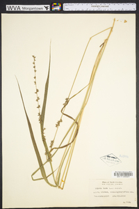 Chasmanthium laxum image